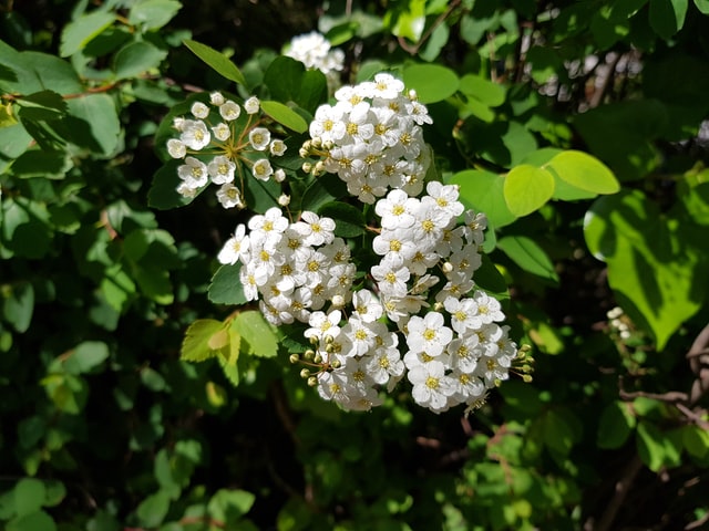 white flowers are the notes in this floral perfume